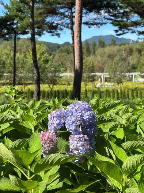 Colorful Garden 자라섬 꽃 페스타 공식 포스터